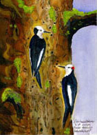 white-headed woodpeckers